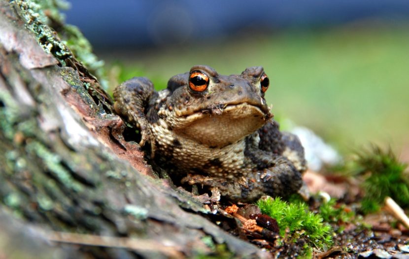 Green Event: Toad Day Out in Australia in Mass Killing of Cane Toads