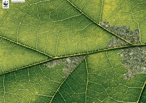      The World Wildlife Fund uses the veins of leaves to tell the  story of the impact encroaching populations have on the rain forest.